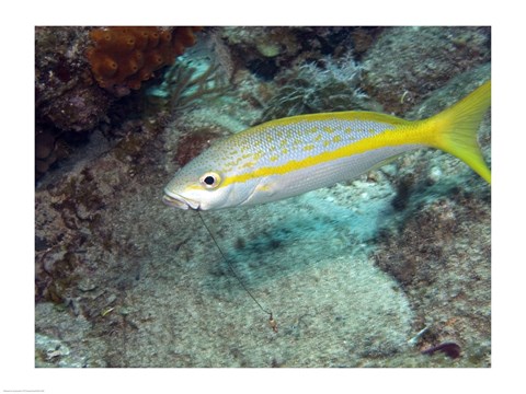 Framed Yellowtail Snapper Print