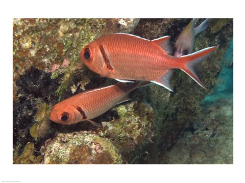 Framed Blackbar Soldierfish Print
