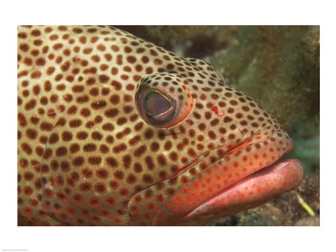 Framed Red Hind Fish up close Print