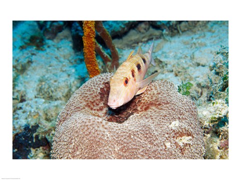 Framed Close-up of a goatfish swimming underwater Print