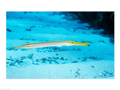 Framed Side profile of a Yellow Trumpet Fish swimming underwater Print