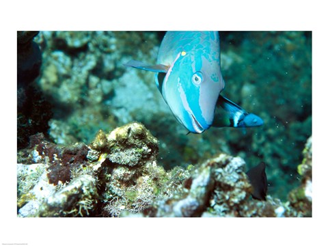 Framed Close-up of a Stoplight Parrotfish swimming underwater Print