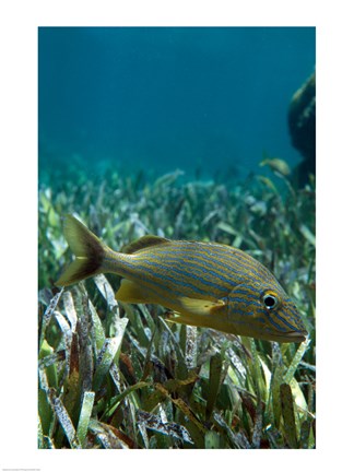 Framed Side profile of a Blue Striped Grunt swimming underwater Print
