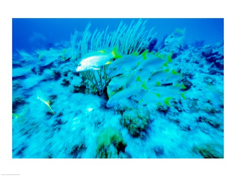 Framed School of French Grunts swimming underwater, Bonaire, Netherlands Antilles Print