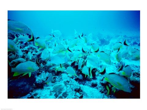 Framed School of Blue Striped Grunts swimming underwater, Belize Print