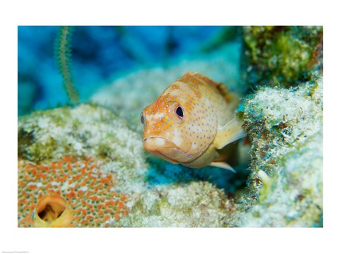 Framed Close-up of a juvenile grouper fish swimming underwater, Belize Print