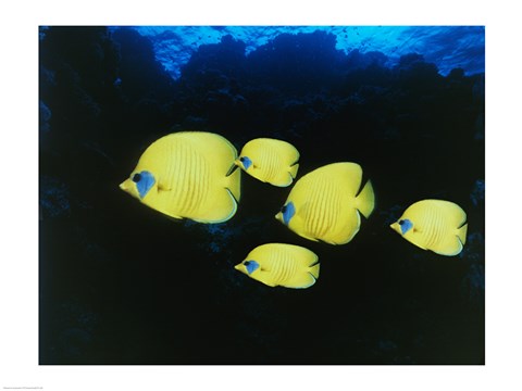 Framed Close-up of five Lemon Butterflyfish swimming underwater Print