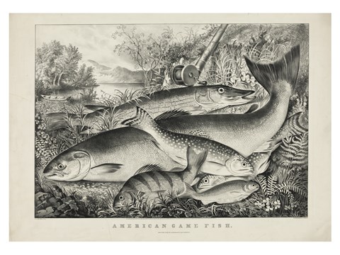 Framed American game fish Print