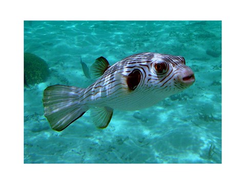 Framed Arothron Manilensis Print