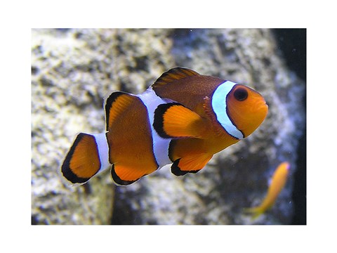 Framed Clown Fish Print