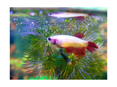 Framed Crowntail Betta Print