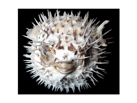 Framed Poisson - Lune Print