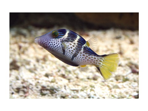 Framed Sharpnose Puffer Print