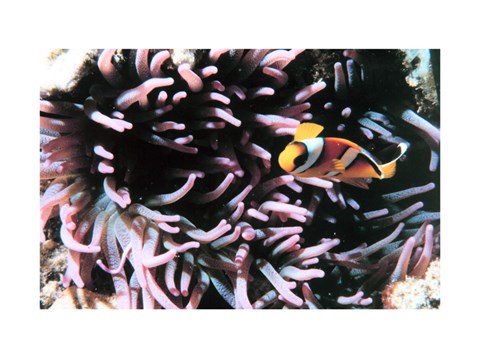 Framed Two banded clown fish Print