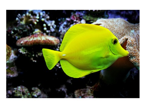 Framed YellowTang Print