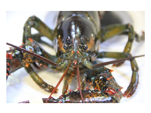 Framed Lobstah Print