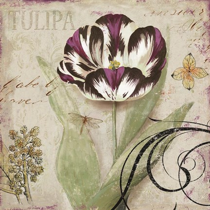 Framed Tulipa II Print