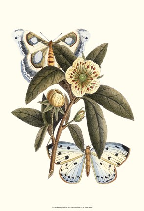 Framed Butterfly Oasis I Print