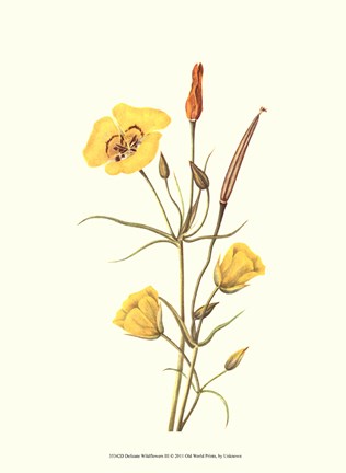 Framed Delicate Wildflowers III Print