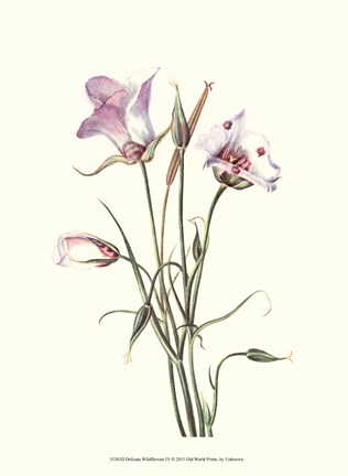 Framed Delicate Wildflowers IV Print