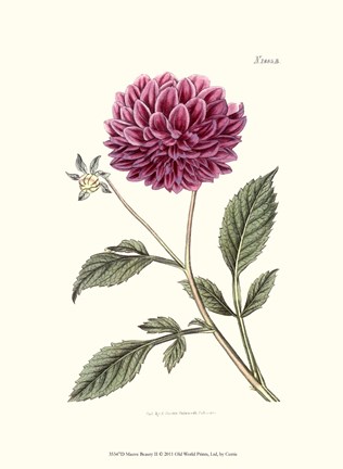 Framed Mauve Beauty II Print