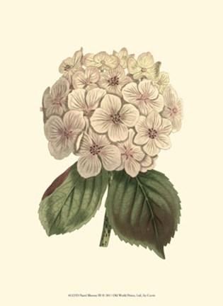 Framed Pastel Blooms III Print