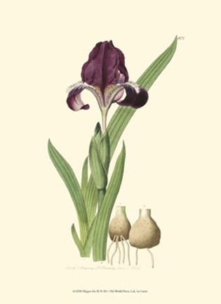 Framed Elegant Iris III Print