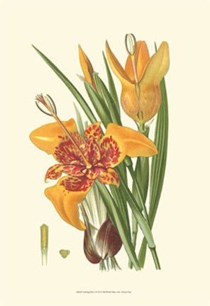 Framed Striking Lilies I Print