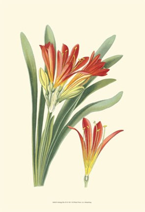 Framed Striking Lilies III Print