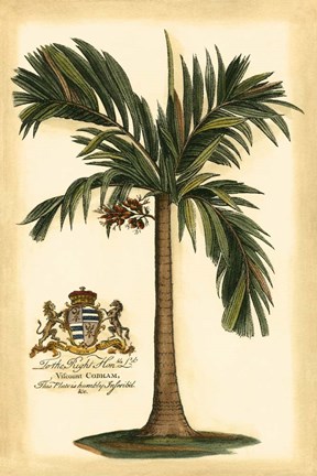 Framed British Colonial Palm I Print