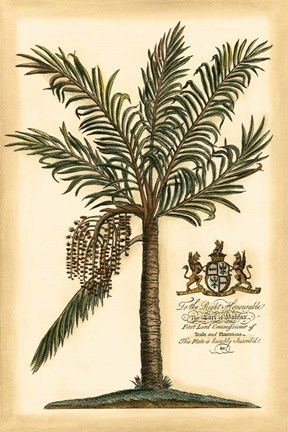 Framed British Colonial Palm II Print