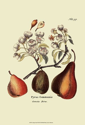 Framed Antique Pears Print