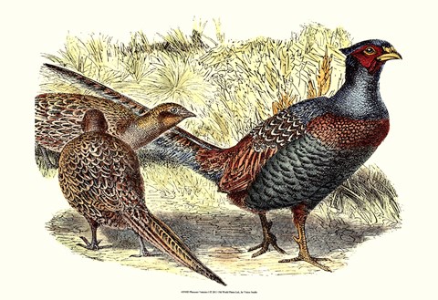 Framed Pheasant Varieties I Print