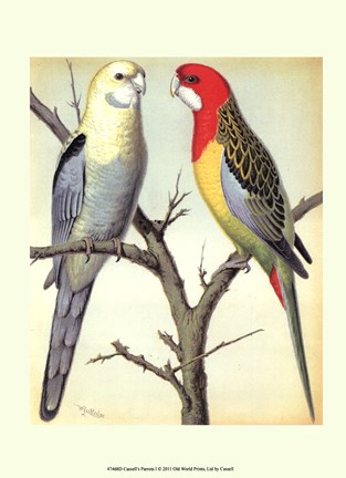 Framed Parrots I Print