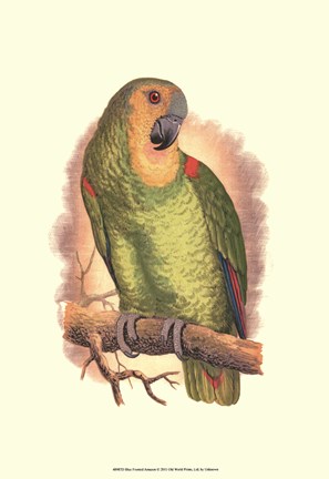 Framed Blue-Fronted Amazon Print