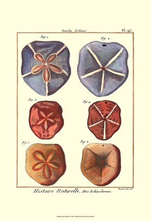 Framed Sand Dollars I Print