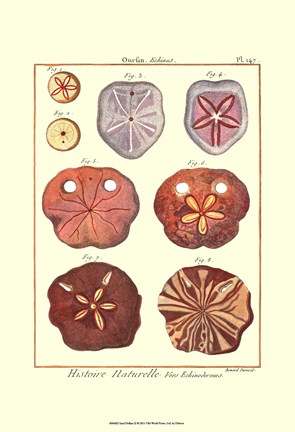 Framed Sand Dollars II Print