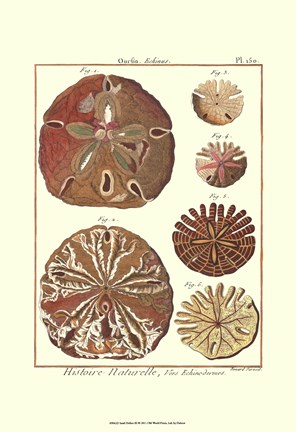 Framed Sand Dollars III Print