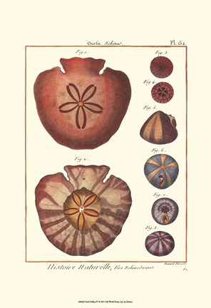 Framed Sand Dollars IV Print