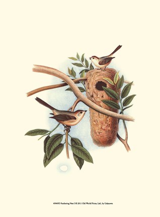 Framed Feathering Nest I Print