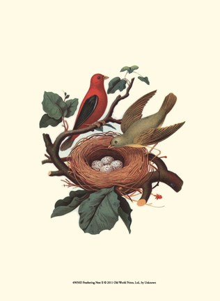 Framed Feathering Nest II Print