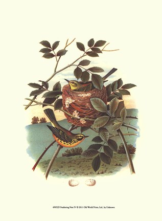 Framed Feathering Nest IV Print