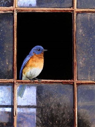 Framed Bluebird Window Print