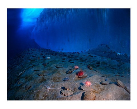 Framed Ice Wall and the Ocean Floor at Explorer's Cover Print