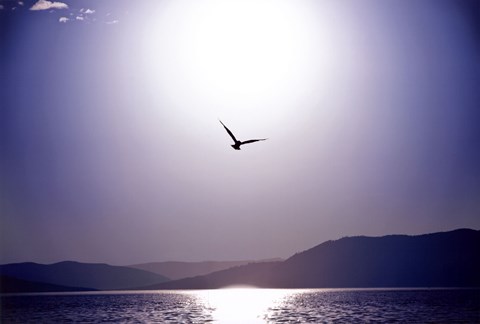 Framed Take Flight Print