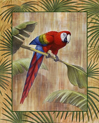 Framed Scarlet Macaw Print
