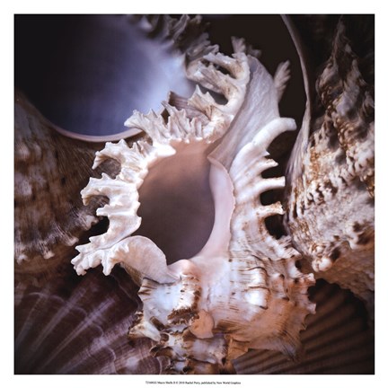 Framed Macro Shells II Print