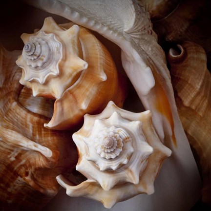 Framed Macro Shells III Print