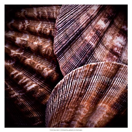 Framed Macro Shells V Print