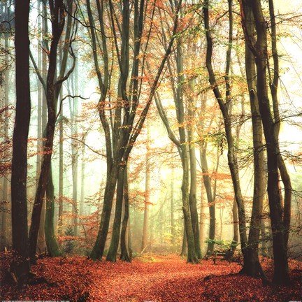 Framed Colorfall II Print